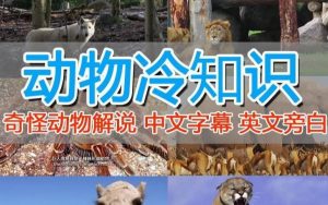 外面卖1699的国外纪录片解说(动物解说、美食、动画片)稳过中视频-云帆项目库